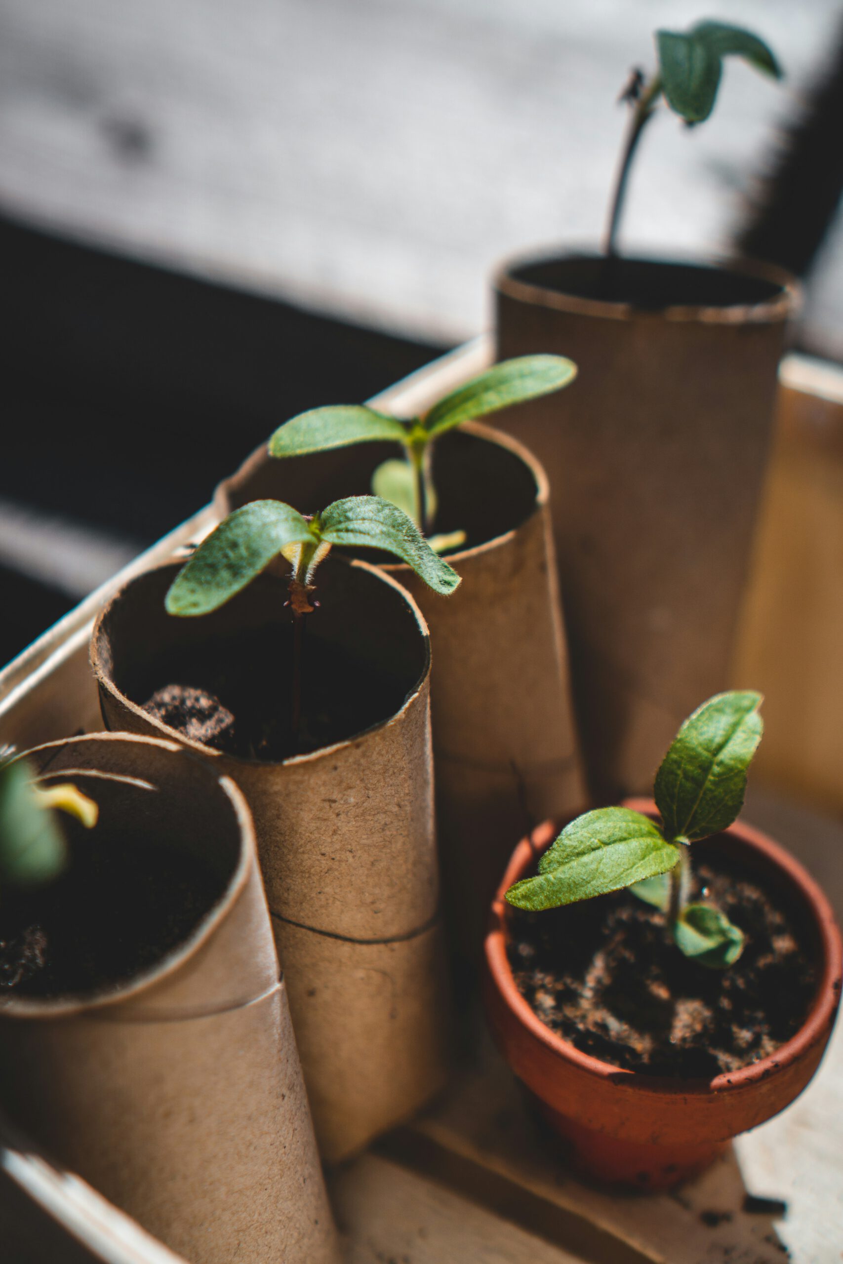 jonathan-kemper-NBJEHS2ZJuk-unsplash