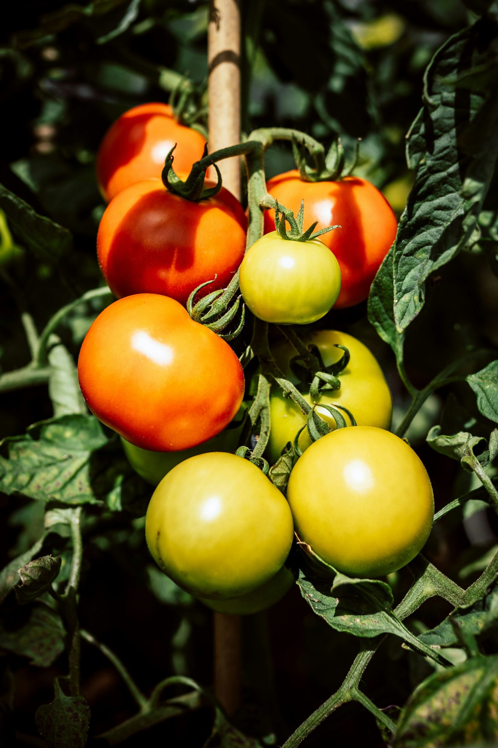 justus-menke-zRqRhIJqdnI-unsplash